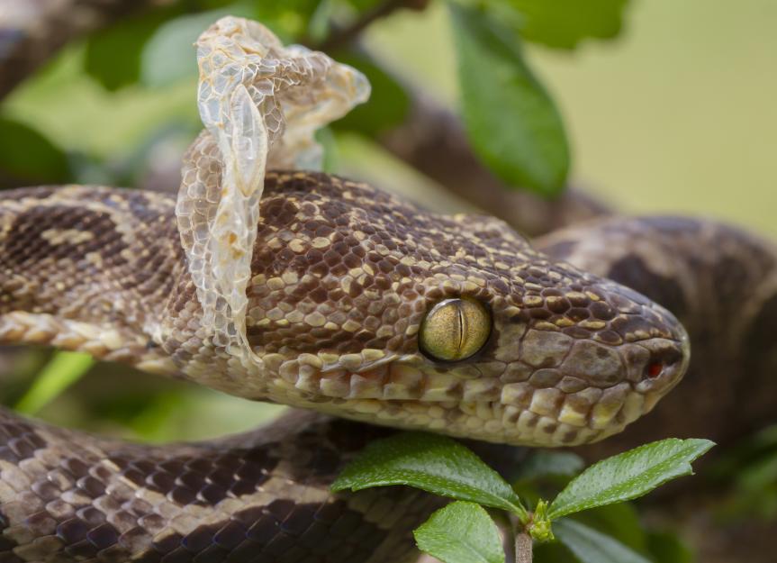 What To Do When Your Pet Snake’s Shedding Skin | PetMD - Reptile Skin Shedding And Humidity